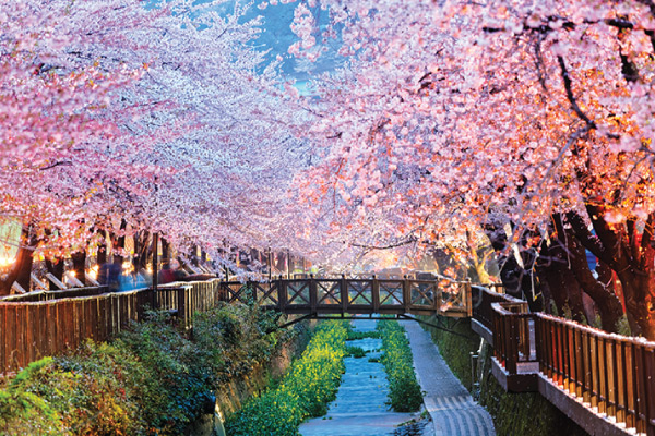 Cherry Blossoms over a bridge