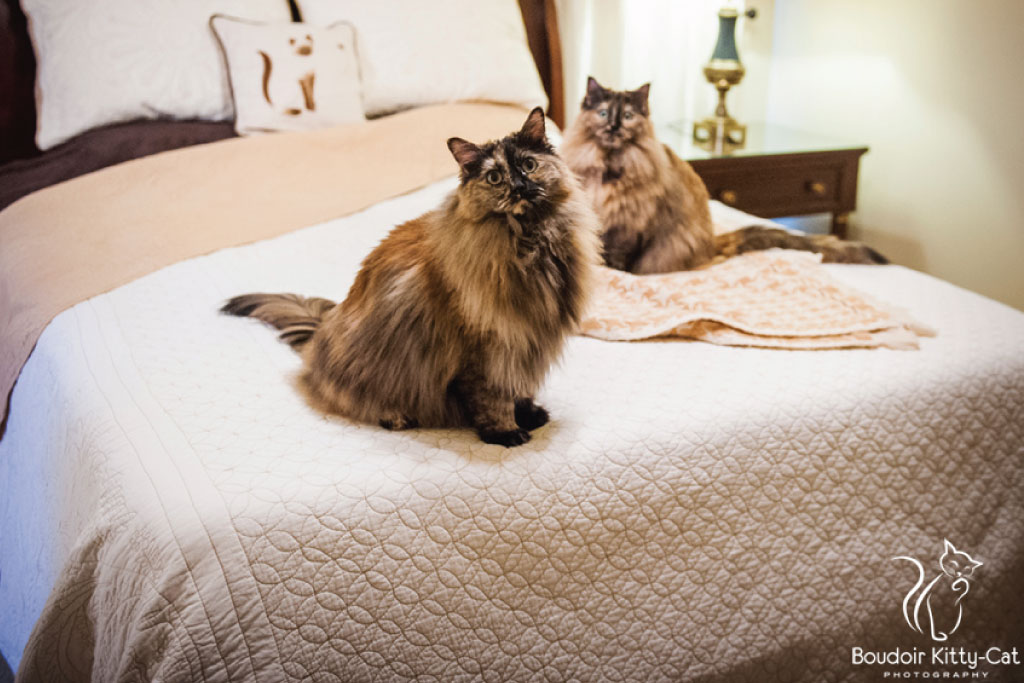 two cats sitting on a bed