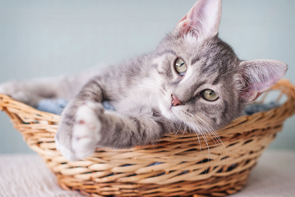 cat laying in a basket