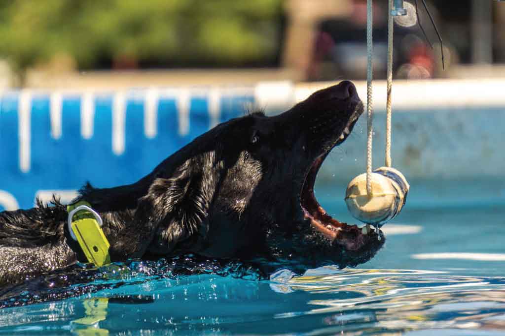 dog swimming