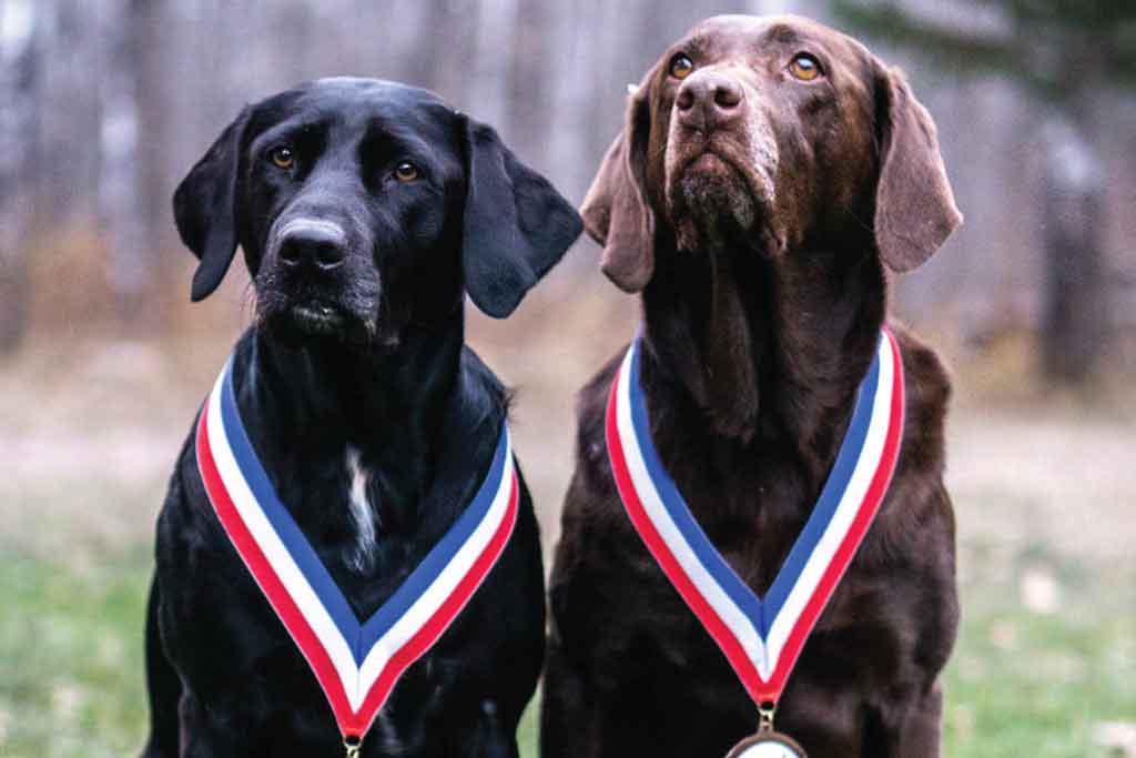Ashley's dogs with their medals