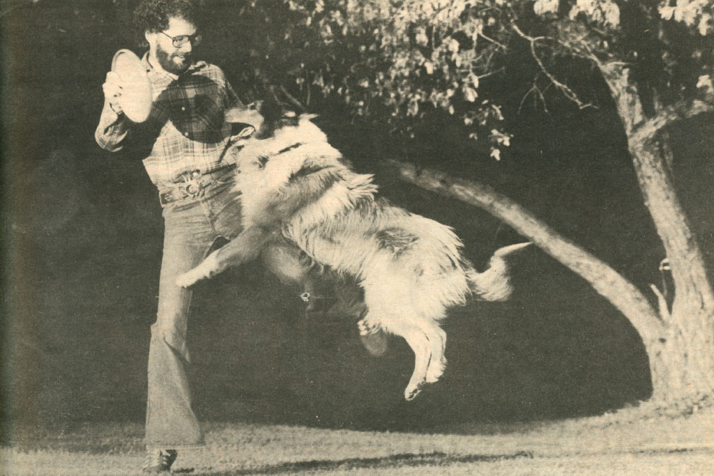 dog catching a frisbee