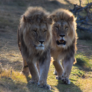 two lions walking