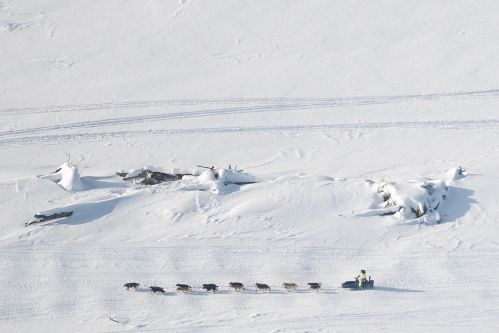 Dogs racing Dog sled