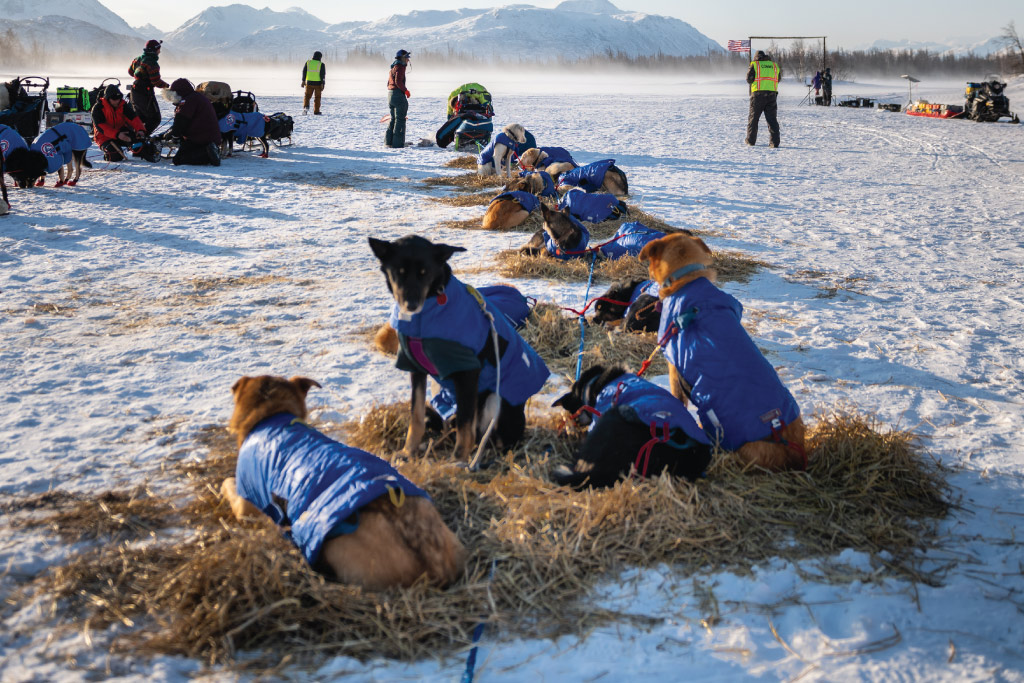 dogs on straw Dogs on straw