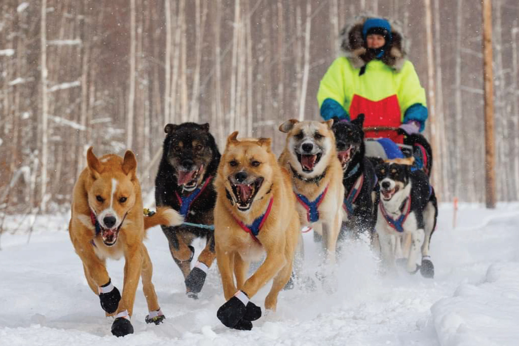 Dogs leading the way Dogs coming at you