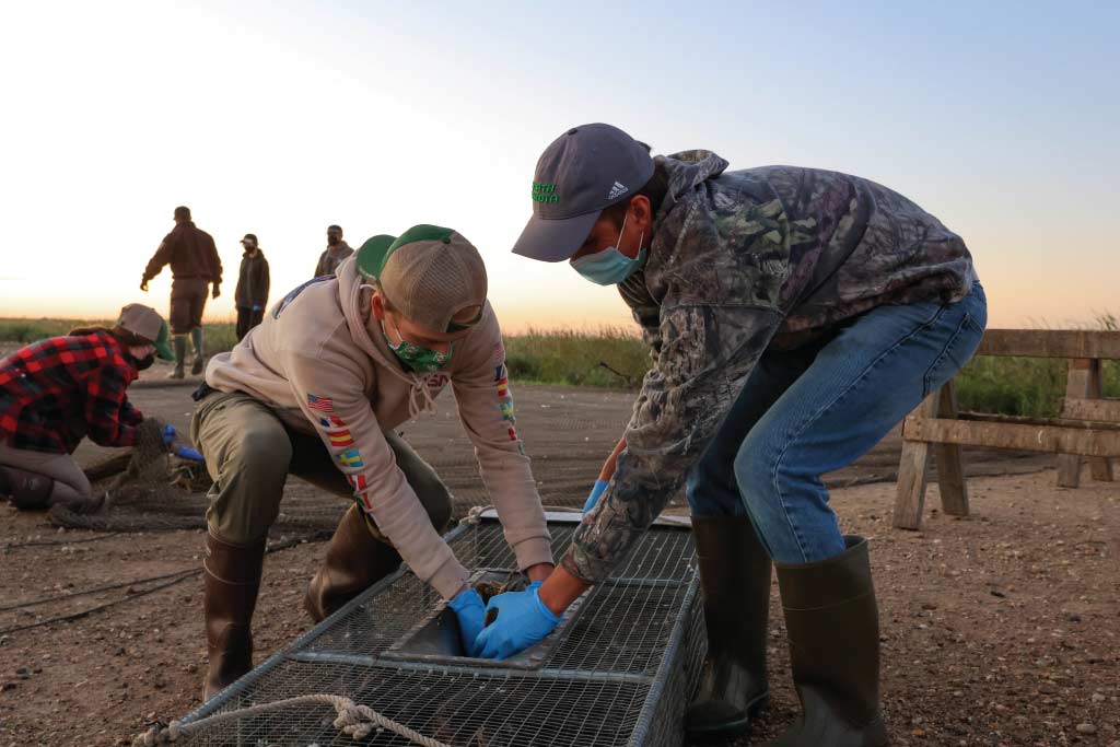 Students capturing a duck and placing it in a metal crate.